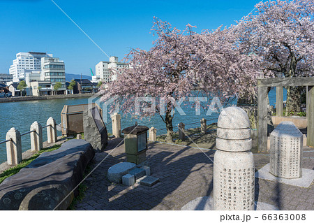 松江観光 松江大橋の源助公園にさくら咲く の写真素材