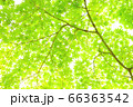 木漏れ日 66363542