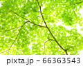木漏れ日 66363543