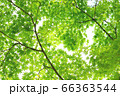 木漏れ日 66363544