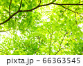 木漏れ日 66363545