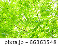 木漏れ日 66363548