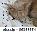 猫ぐっすり 66363554
