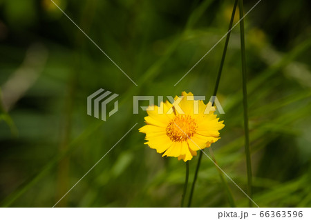 黄色い花 オオキンケイギク 金鶏菊 野草の写真素材