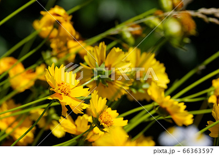 黄色い花 オオキンケイギク 金鶏菊 野草 黄色い花 オオキンケイギク 金鶏菊 野草 66363597