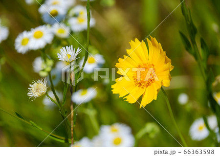 黄色い花 オオキンケイギク 金鶏菊 野草の写真素材