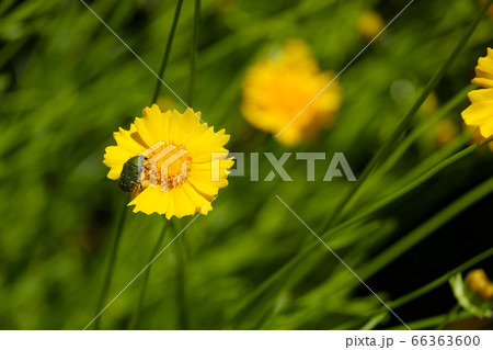 黄色い花　オオキンケイギク　金鶏菊　野草 66363600