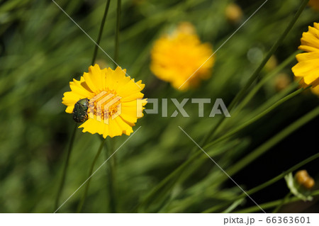 黄色い花　オオキンケイギク　金鶏菊　野草 66363601