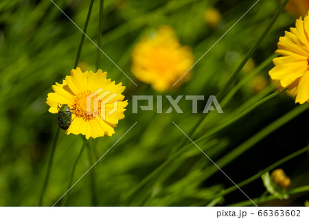 黄色い花　オオキンケイギク　金鶏菊　野草 66363602