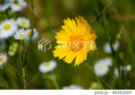 黄色い花 オオキンケイギク 金鶏菊 野草 黄色い花 オオキンケイギク 金鶏菊 野草 66363604