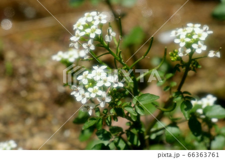渓流沿いで見られる花:クレッソン(オランダがらし 渓流沿いで見られる花:クレッソン(オランダがらし 66363761