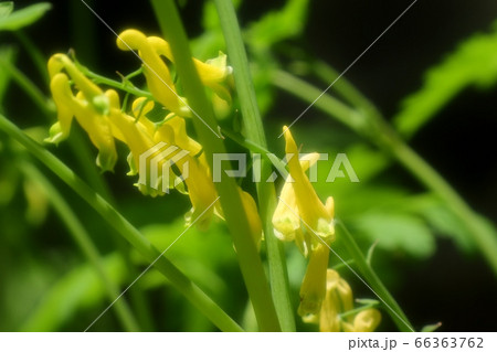 山野の花:キケマン:星田園地ハイキング道 山野の花:キケマン:星田園地ハイキング道 66363762