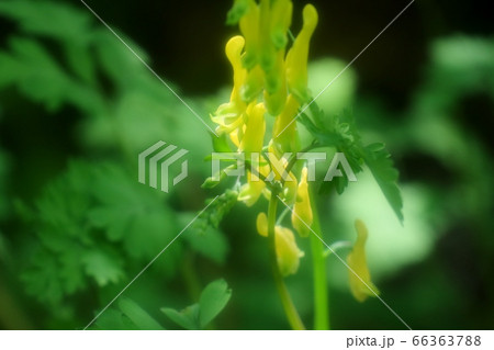 山野の花:キケマン:星田園地ハイキング道 山野の花:キケマン:星田園地ハイキング道 66363788