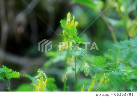 山野の花:キケマン:星田園地ハイキング道 山野の花:キケマン:星田園地ハイキング道 66363791