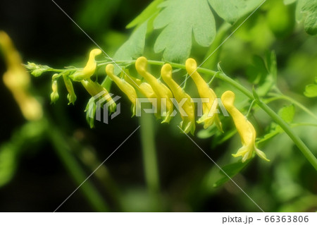 山野の花:キケマン:星田園地ハイキング道 山野の花:キケマン:星田園地ハイキング道 66363806