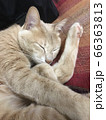 猫のストレッチ 66363813
