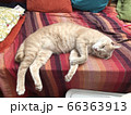 猫ぐったり 66363913