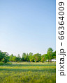 新緑の公園と青空 66364009