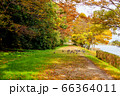紅葉する湖のほとりで散歩するカルガモ 66364011
