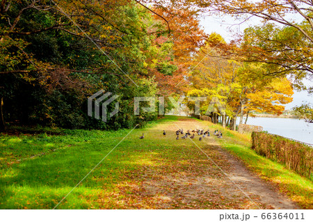 紅葉する湖のほとりで散歩するカルガモ 66364011