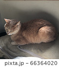 猫たそがれる 66364020