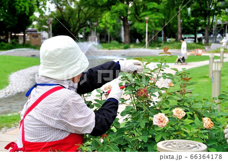 花後の剪定 花後の剪定 66364178