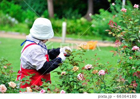 花後の剪定 66364180