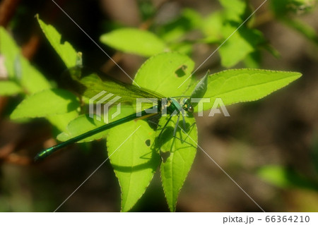 昆虫:ニホンカワトンボ:星田園地ハイキング道 昆虫:ニホンカワトンボ:星田園地ハイキング道 66364210