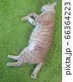 猫だらり 66364223