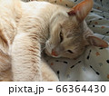 猫ちら見 66364430