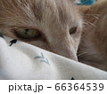 猫のにらみ 66364539