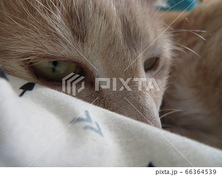 猫のにらみ 猫のにらみ 66364539