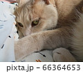 睨みつける猫 66364653
