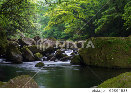 熊本県の菊池市にある菊池渓谷の新緑、梅雨の合間の晴れのひと時の清流の流れ 66364683