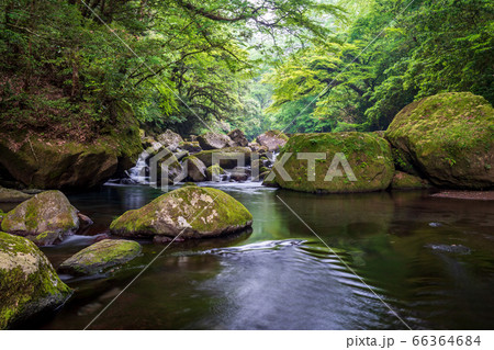 熊本県の菊池市にある菊池渓谷の新緑、梅雨の合間の晴れのひと時の清流の流れ 66364684
