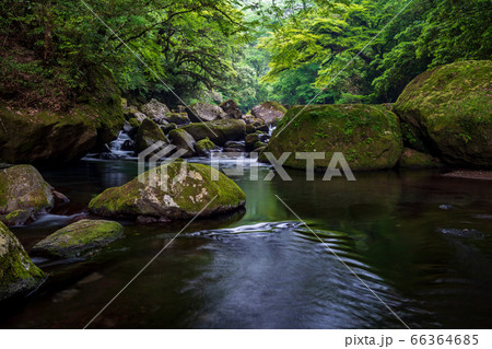 熊本県の菊池市にある菊池渓谷の新緑、梅雨の合間の晴れのひと時の清流の流れ 66364685
