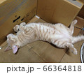 のけぞる猫 66364818