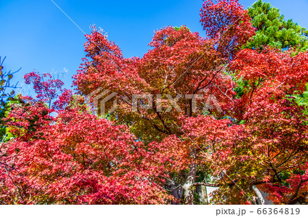 紅葉越しに見上げる青空　けいはんな記念公園　秋　11月 66364819