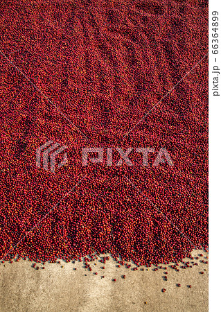 Coffee beans drying in the sun. Coffee plantations 66364899