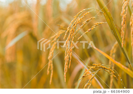 close up of yellow green rice field 66364900