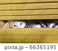 猫のかくれんぼ 66365195