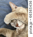 猫　まぶしい 66365436