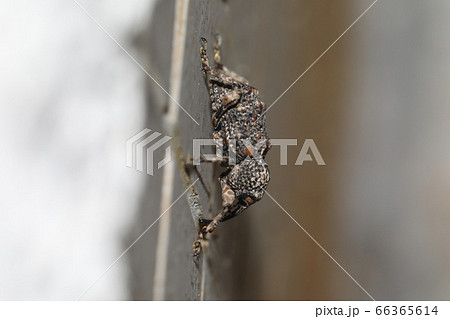 マダラアシゾウムシ 66365614