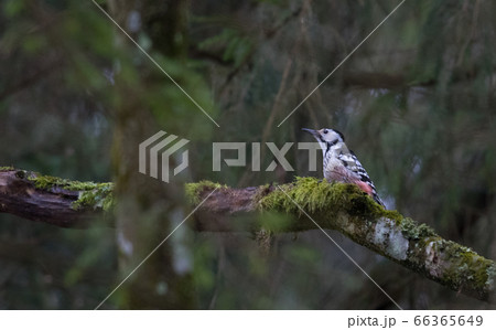 Wwhite-backed woodpecker (Dendrocopos leucotos) in 66365649