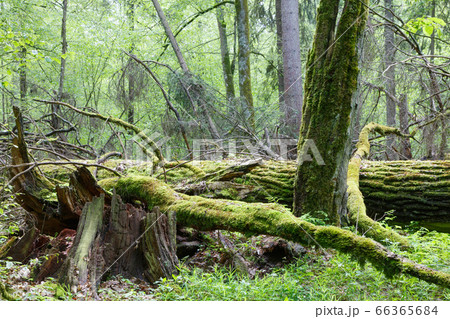 Moss and lichen wrapped tree parts 66365684