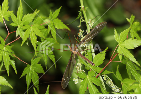 ミカドガガンボ ミカドガガンボ 66365839