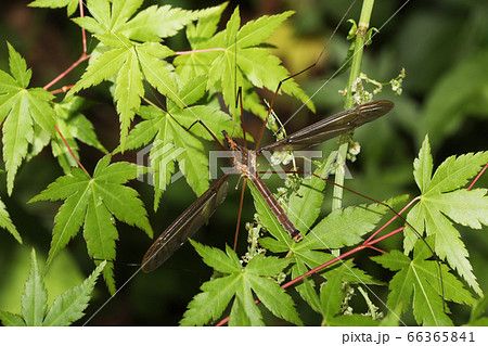 ミカドガガンボ ミカドガガンボ 66365841