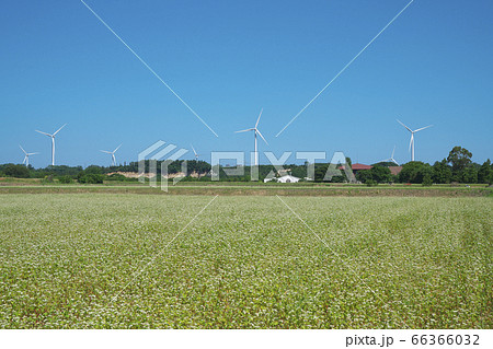 夏ソバ畑 66366032