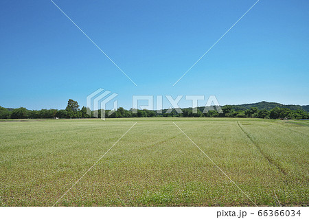 夏ソバ畑 66366034