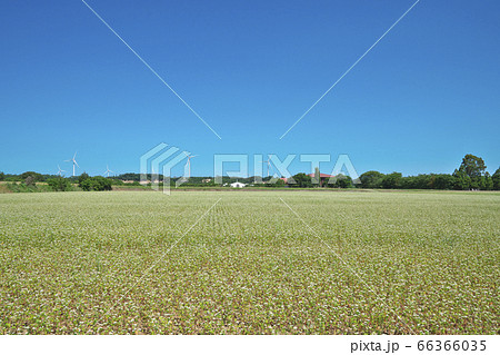 夏ソバ畑 夏ソバ畑 66366035